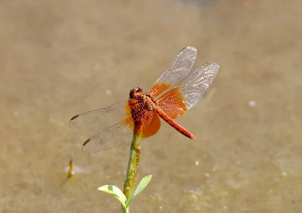 Red dragonfly on natural background — Stock Photo, Image