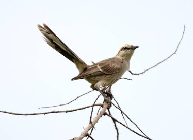 Profil mimus saturninus kuş