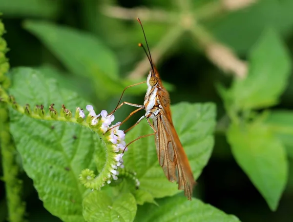 Bunter Schmetterling auf Blume — Stockfoto