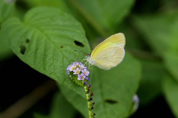 Żółty motyl na kwiat — Zdjęcie stockowe