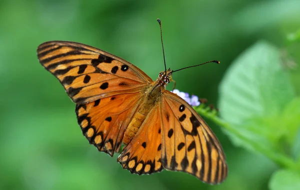 Monarcha motýl na květu — Stock fotografie