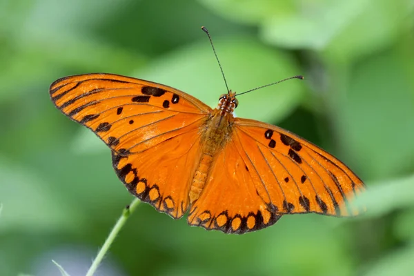 Monarch motýl na bílý květ — Stock fotografie