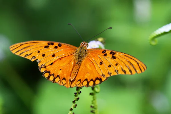 Monarcha motýl na květu — Stock fotografie
