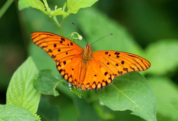 Monarch motýl na přírodní pozadí — Stock fotografie