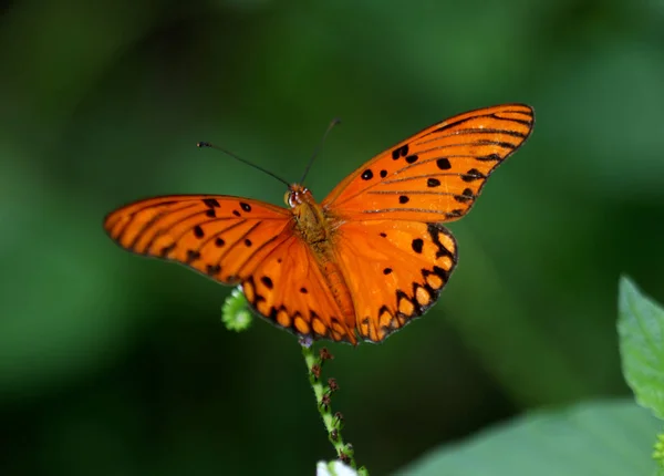 Borboleta monarca na folha — Fotografia de Stock