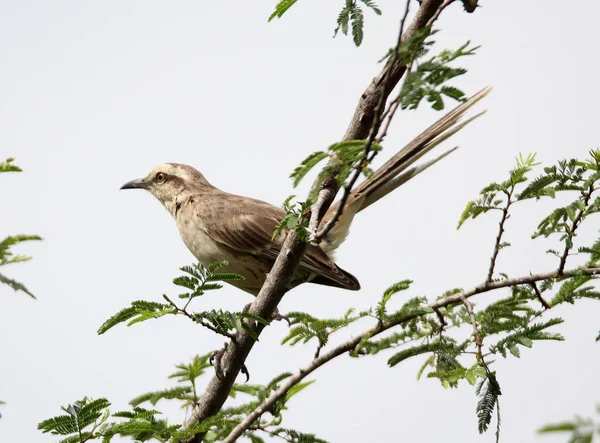 Pássaro mimus saturninus no ramo — Fotografia de Stock