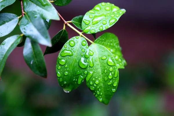 Folhas verdes húmidas — Fotografia de Stock