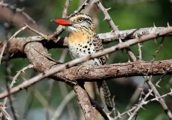 Bird Nystalus maculatus — Stock Photo, Image