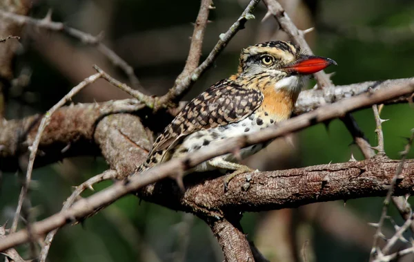 Nystalus maculatus on dry branch — Stock Photo, Image