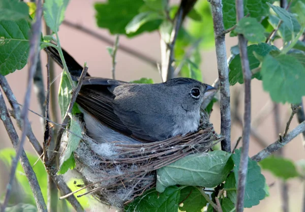 Vogel Coryphospingus Pileatus Nest — Stockfoto