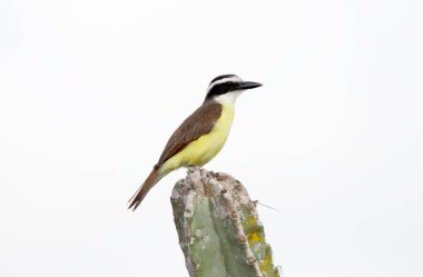 Doğal zemin üzerine Pitangus sulphuratus