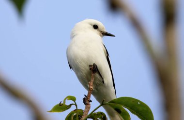 Xolmis irupero ağacında