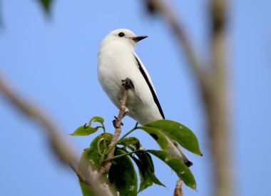 Kuş Xolmis irupero Brezilya