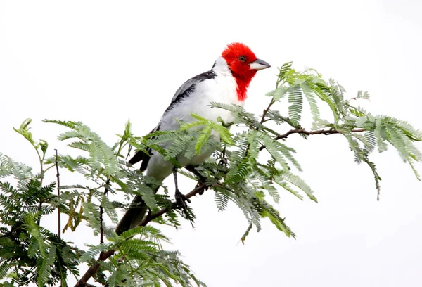 Dominican Parrot Bird Its Natural Habitat — Stock Photo, Image