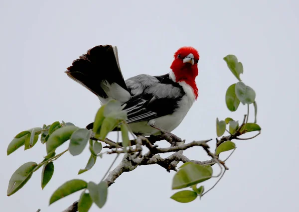 Dominican Paroaria Branch — Stock Photo, Image