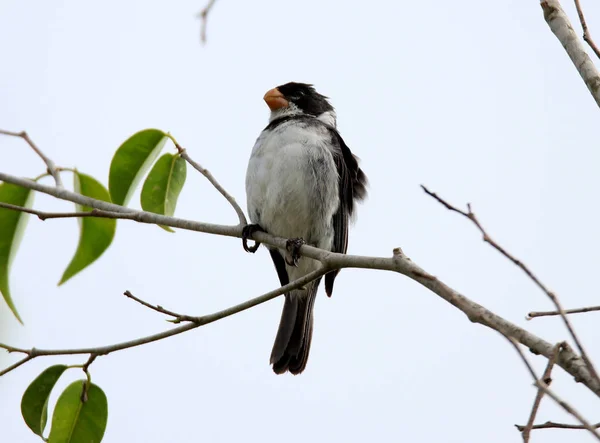 Bird Sporophila Caerulescens Twig — Stock Photo, Image