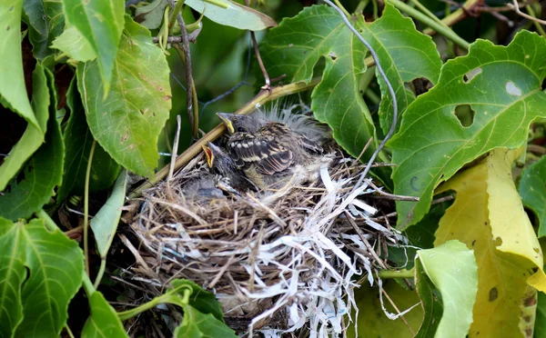 Pups Van Vogels Het Nest — Stockfoto