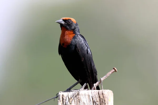 ドライ ブランチに鳥 Agelaius Ruficapillus — ストック写真