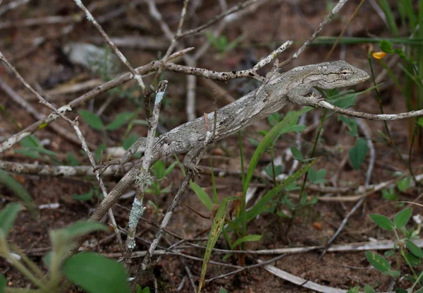 Lizard Polychrus Acutirostris Suché Větvi — Stock fotografie
