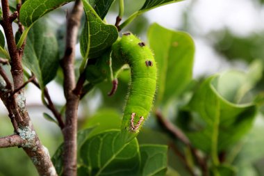 Yakın çekim yaprak yeşil üzerinde dev tırtıl
