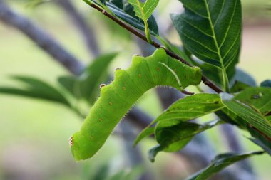 Yeşil yaprak üzerinde dev tırtıl