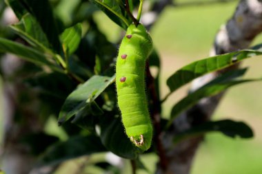 Yakın çekim büyük tırtıl