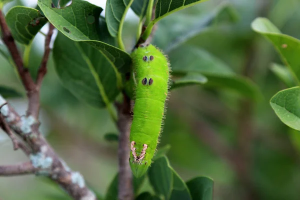 Chenille Géante Sur Feuille — Photo