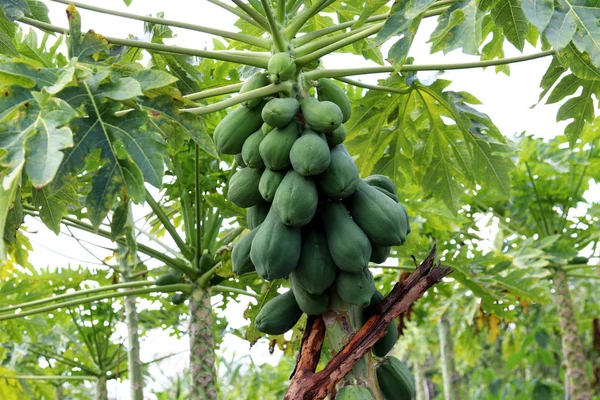 Pierna Papaya Con Frutas Verdes —  Fotos de Stock