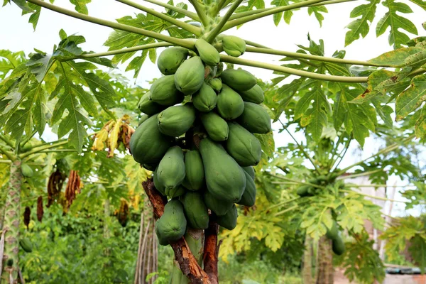 Pie Papaya Con Frutas —  Fotos de Stock