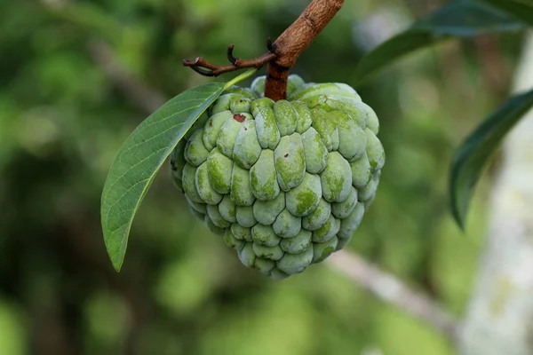 Fruta Verde Árbol —  Fotos de Stock