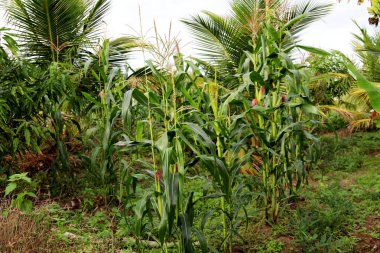 Yeşil Mısır Filiz