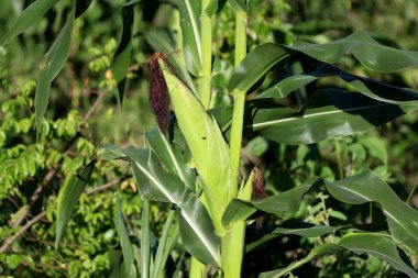 Organik mısır ekimi