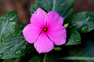 Çiçek Catharanthus çevresi