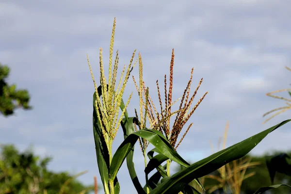 Corn grön fot — Stockfoto