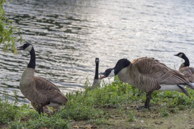 Ciyaklıyordu vahşi Kanada kazlar