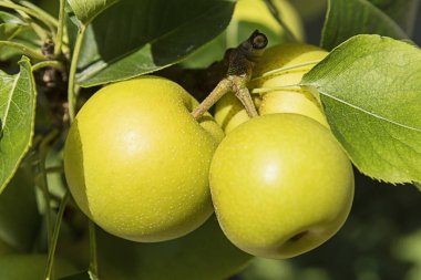 Orchard elma ağacı üzerinde