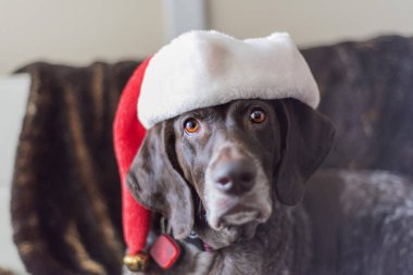 Noel Baba şapkası giyen Alman kısa tüylü pointer köpek