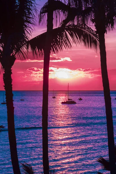 Rosa Sonnenuntergang mit Palmen und Boot maui hawaii — Stockfoto