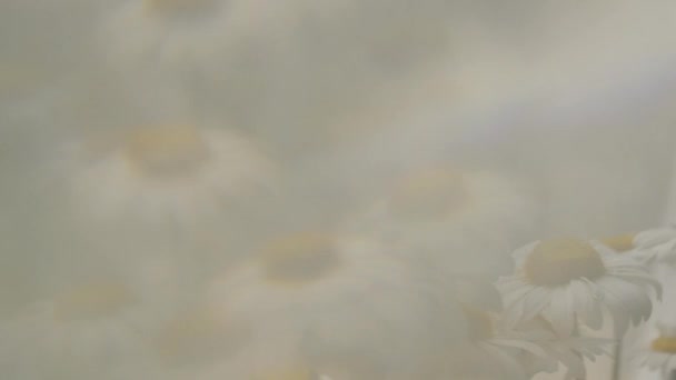 Close-up panoramisch scène met kamille bloemen in slow motion. Ondiepe dof. Mooie iriserende natuurlijke lichteffect. Bloemen reflectie in het venster. — Stockvideo