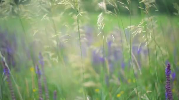 Lupini viola che sbocciano in un campo. L'erba verde ondeggiava lentamente all'unisono con la brezza del vento . — Video Stock