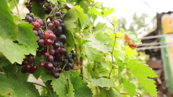 Gros plan d'un bouquet juteux de raisins multicolores sur une branche aux feuilles vertes, vendanges sur fond flou . — Video