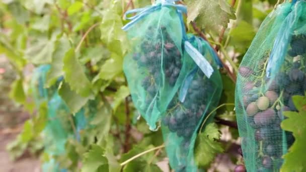 Racimos de jugosas uvas azules en el viñedo. Ramo de bayas orgánicas maduras listas para cosechar en otoño . — Vídeo de stock