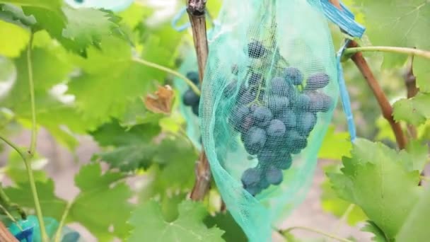 Racimo de jugosas uvas azules en el viñedo. Ramo de bayas orgánicas maduras listas para ser cosechadas en otoño. Dolly disparó . — Vídeo de stock