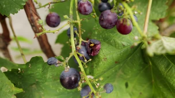 Wasp zijn voeden met roze rijpe druiven. Het insect klimt in de berry. — Stockvideo