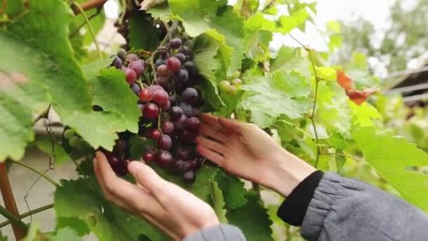 Žena ruce výdeje parta z hroznů sklizených na vinici červené hrozny sama. Ruční výroba biopotravin koncept. — Stock video