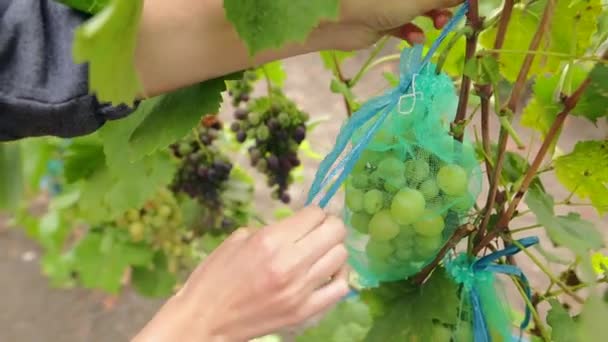 Die weibliche Hand bindet ein Band an eine Schutztasche für Trauben. Eine junge Frau pflückt während der Weinlese saftige Trauben auf dem Weinberg. Bauer bei der Arbeit. — Stockvideo