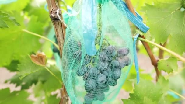 Cluster of juicy blue grapes in vineyard. Bunch of ripe organic berries ready to be harvested in autumn. Dolly shot. — Stock Video
