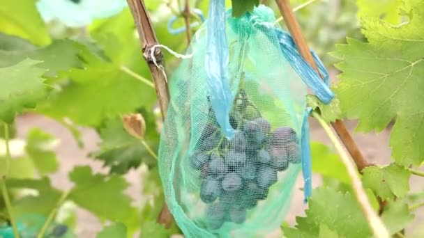 Cluster of ripe blue grapes in vineyard. Bunch of ripe juicy berries ready to be harvested in autumn. Vertical panorama. — Stock Video