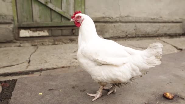 Kip loopt rond het erf van de biologische boerderij op zoek naar voedsel. De kip kijkt computerspelletjes rond. Op de achtergrond loopt een zwarte hond. — Stockvideo