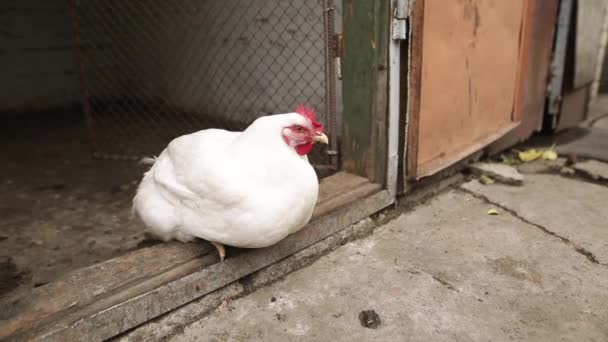 鶏は、中庭で鶏小屋の入り口に座っています。採卵鶏農場農場の中庭で休んでホワイト。有機健康食品のコンセプト. — ストック動画